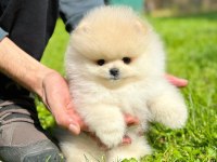 Pomeranian Mini boy