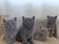 British Shorthair Yavrularımız
