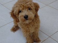 6 AYLIK ERKEK MALTİPOO AŞILARI TAM