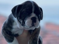 A kalite ingiliz bulldog bebek
