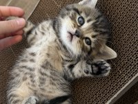British shorthair yavrular