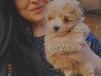 MALTİPOO YAVRULARIMIZ