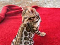 Show class bengal kedisi bebekler