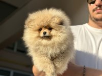 BURSA POMERANİAN TEDDY BEAR ( BOO)