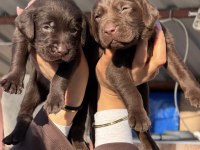 Labrador redriever sevimli yavrular ruhsatlı çiftlik