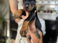European doberman yavruları