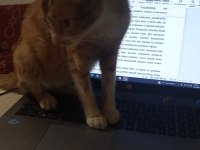 DEPREM BÖLGESİNDEN GELEN KEDİMİZE YUVA ARIYORUZ
