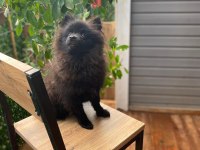 Pomeranian spitz 0 numara