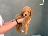 Yavru Red Toy Poodle Köpeklerimiz