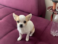 1 yaşında Chihuahua oğluşumuz