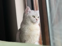 British Shorthair Kedisi 2 Yaşında