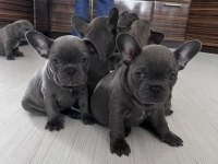 Muhteşem Fransız Bulldog Yavruları