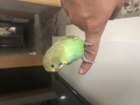 Muhabbet kuşu bebek gibi