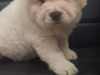 Chow chow 45 günlük dişi köpeğimiz