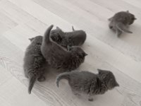 1 aylık british shorthair yavrular