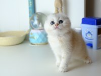 Scottish Fold Top Kafa Silver Yavrumuz