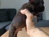 A+ Kalite FRENCH BULLDOG yavrularımız