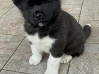 Safkan american akita yavruları