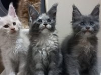 Mucize maine coon