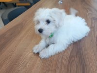 Bir buçuk aylık maltese terrier