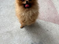 Pomeranian Boo Yetişkin Erkek