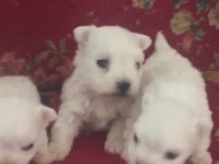 Maltese terrier