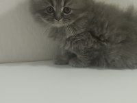 British longhair kardeşler 11 mart doğumlu