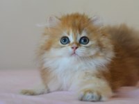 ERKEK GOLDEN BRITISH LONGHAIR ANKARA