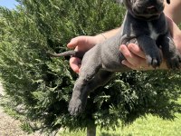 ÜST KALİTE ORİJİNAL CANE CORSO YAVRULAR
