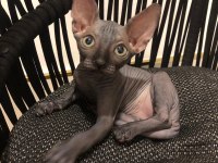 sphynx sfenks tüysüz dişi erkek yavruları