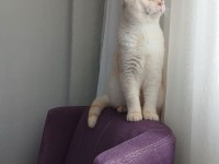 Scottish fold oğluma yuva arıyorum