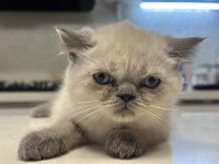 Safkan Mavi Bakışlı Bir Rüya 2 Aylık British Blue Point