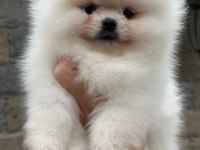 Pomeranian yavrularıma aile arıyoruz