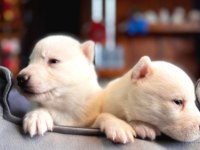 Burkemden A Kan Husky Yavrularımız