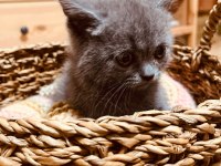 British ve Scottish fold harika yavrular