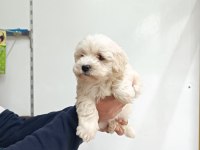 Maltese erkek yavru