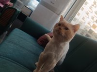 British Shorthair Golden Erkek