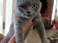 British shorthair 2 yaşında