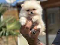 Orjinal Pomeranian Boo Özel Üretim Yavrular