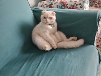 Scottish fold kedimiz