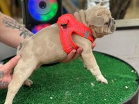 Anatomi güzeli erkek french bulldog yavrumuz