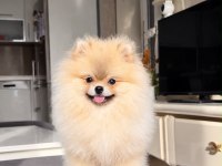 Pomeranian Boo Köpekler
