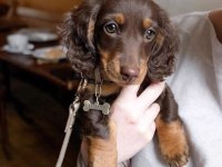 Chocolate And Tan Long Hair Dacshund Bebeklerimiz
