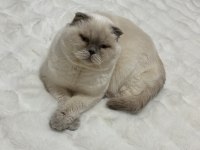 Ücretsiz Sahiplendirme scottish fold kedisi