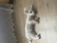 Maltese terrier 4 aylık