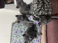 Kedilerimiz Çok Acil Sahiplenmesi Lazım