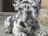 French Bulldog Sağlıklı Köpeğimiz