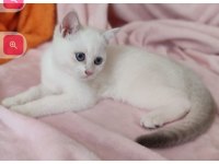 Safkan British Shorthair