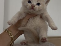 British shorthair kedisi