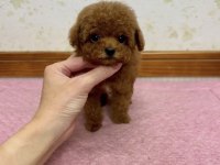 Toy Poodle Yavrular